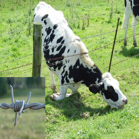 double strand barbed wire